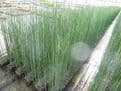 Equisetum hyemale 3ltr Basket