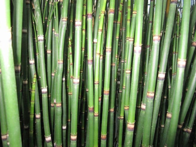 Equisetum hyemale 3ltr Basket