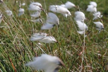 Eriophorum angustifolium 1ltr Basket