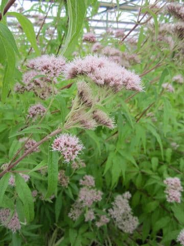 Eupatorium cannabinum 3ltr Basket