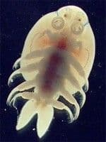 Fish Disease Advice Sheet