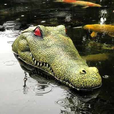 Floating Crocodile Head