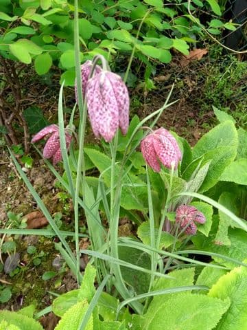 Fritillaria meleagris 3 x 1ltr Basket