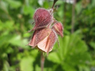 Geum rivale 3 x 1ltr Basket
