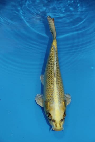 Ghost Koi-Koi For Sale 12" 9515