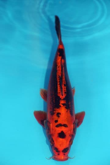 Ghost Koi-Koi For Sale 13" 9611