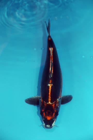 Ghost Koi-Koi For Sale 13" 9612