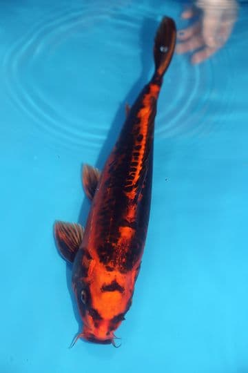 Ghost Koi-Koi For Sale 14" 9603