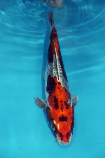 Ghost Koi-Koi For Sale 14" 9604