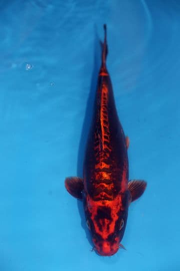 Ghost Koi-Koi For Sale 14" 9606