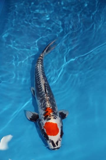 Ghost Koi-Koi For Sale 15" 9409