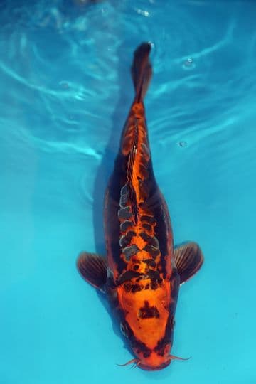 Ghost Koi-Koi For Sale 15" 9610