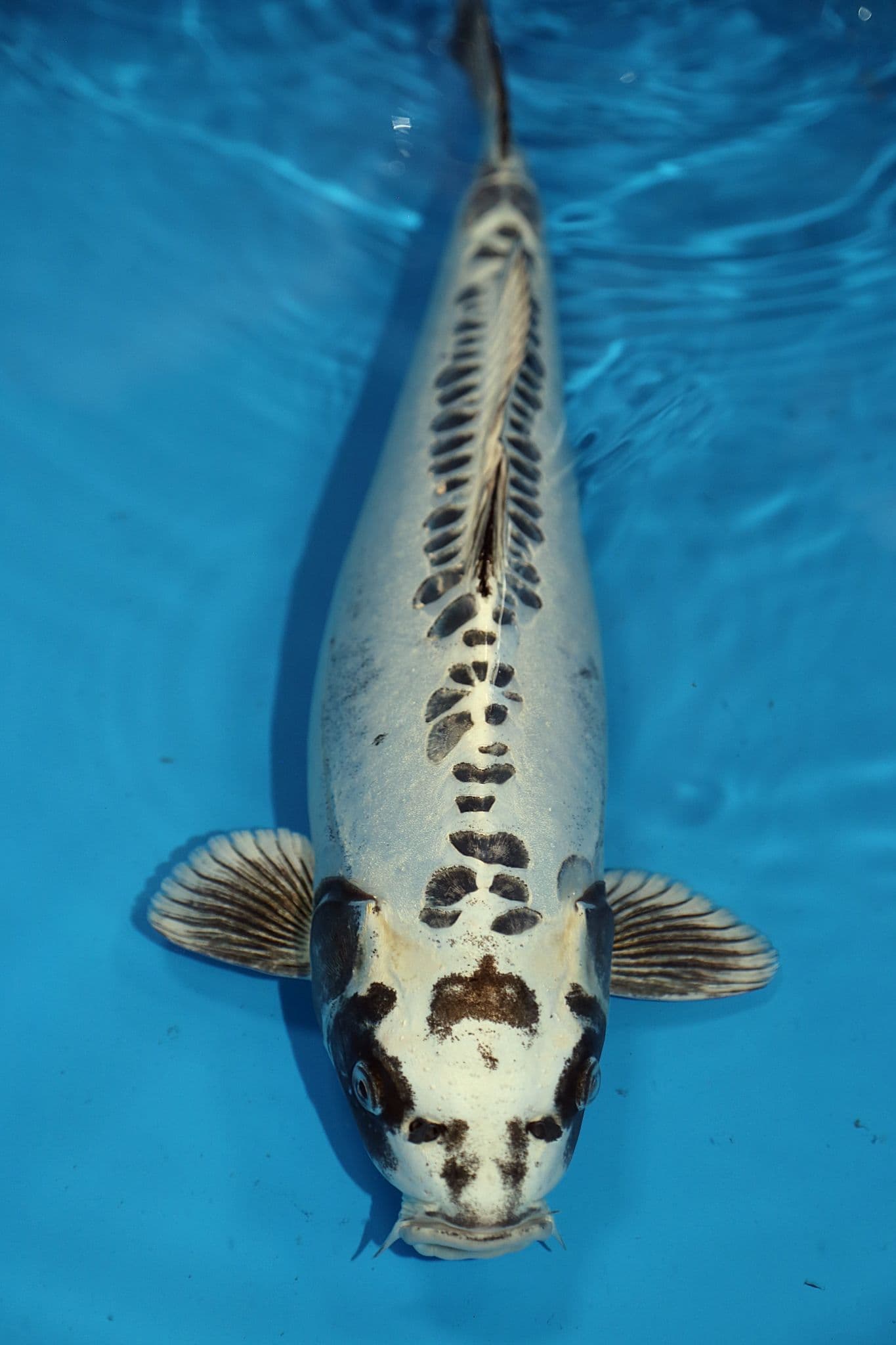 Ghost KoiKoi For Sale 17" 8050