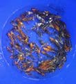 Ghost Koi Super Metallic Mix 3