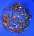 Ghost Koi Super Metallic Mix 3