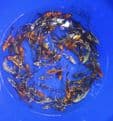 Ghost Koi Super Metallic Mix 3
