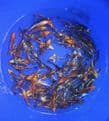 Ghost Koi Super Metallic Mix 3