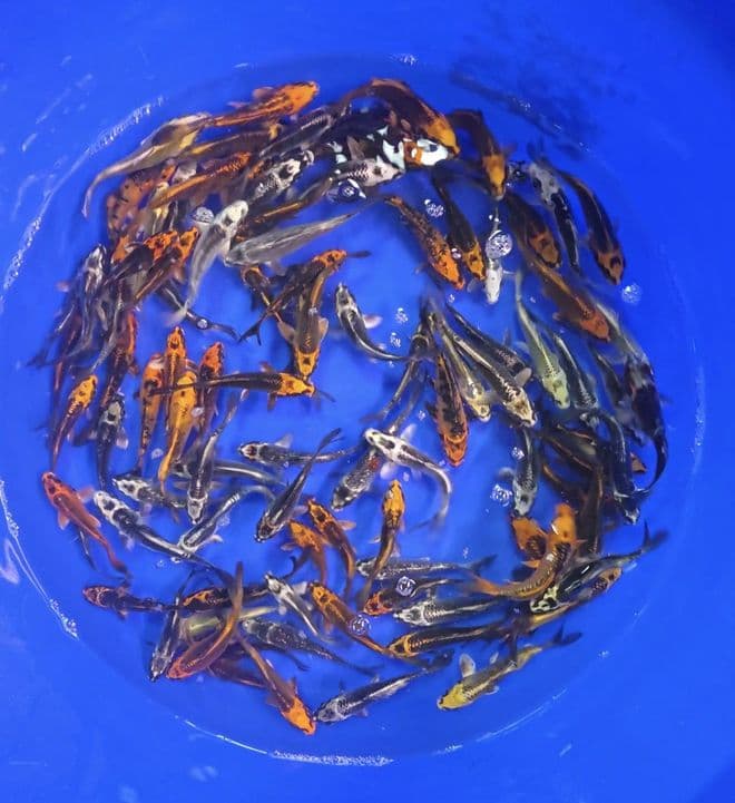 Ghost Koi Super Metallic Mix 3