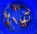 Ghost Koi Super Metallic Mix 8
