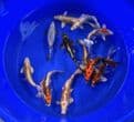 Ghost Koi Super Metallic Mix 8