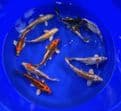 Ghost Koi Super Metallic Mix 8