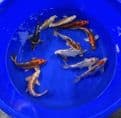 Ghost Koi Super Metallic Mix 8
