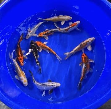 Ghost Koi Super Metallic Mix 8"-10"