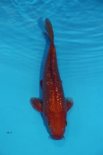 Gin Rin Chagoi-Koi For Sale 11" 9513