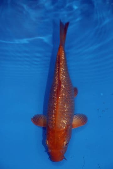Gin Rin Chagoi-Koi For Sale 11" 9593