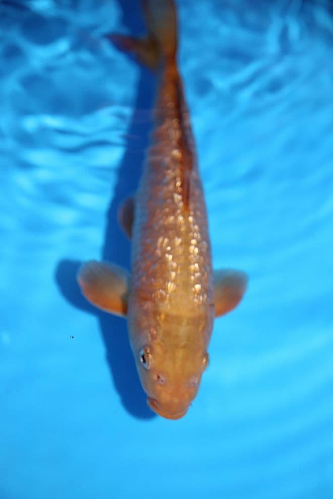 Gin Rin Chagoi-Koi For Sale 12