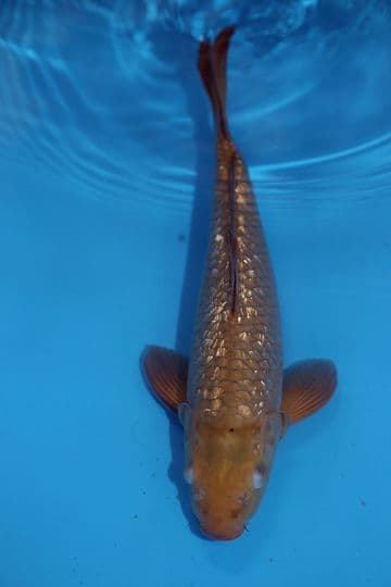 Gin Rin Chagoi-Koi For Sale 12" 9536