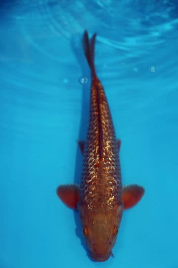 Gin Rin Chagoi-Koi For Sale 12" 9564