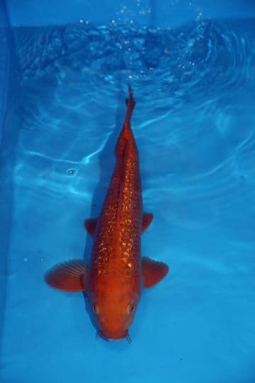 Gin Rin Chagoi-Koi For Sale 13" 9463
