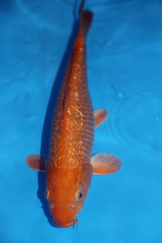 Gin Rin Chagoi-Koi For Sale 14