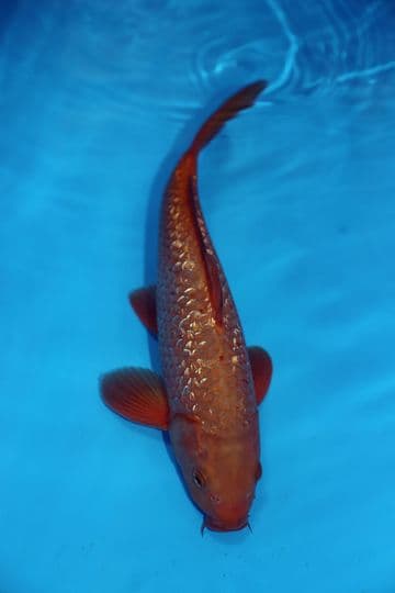 Gin Rin Chagoi-Koi For Sale 14" 9426