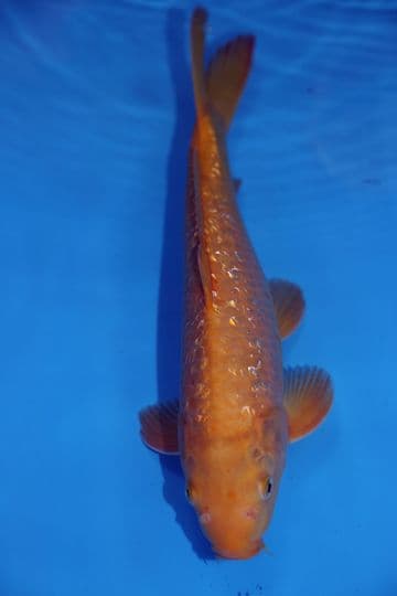 Gin Rin Chagoi-Koi For Sale 14" 9442