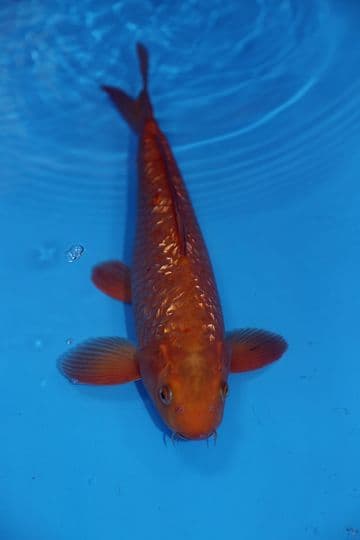 Gin Rin Chagoi-Koi For Sale 14" 9476