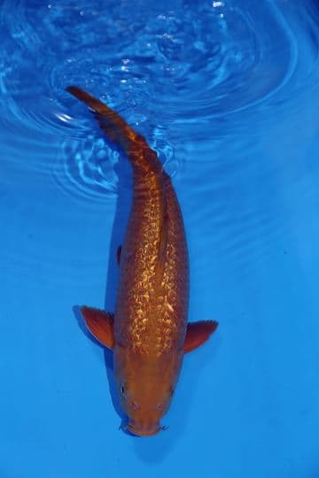 Gin Rin Chagoi-Koi For Sale 15" 9682