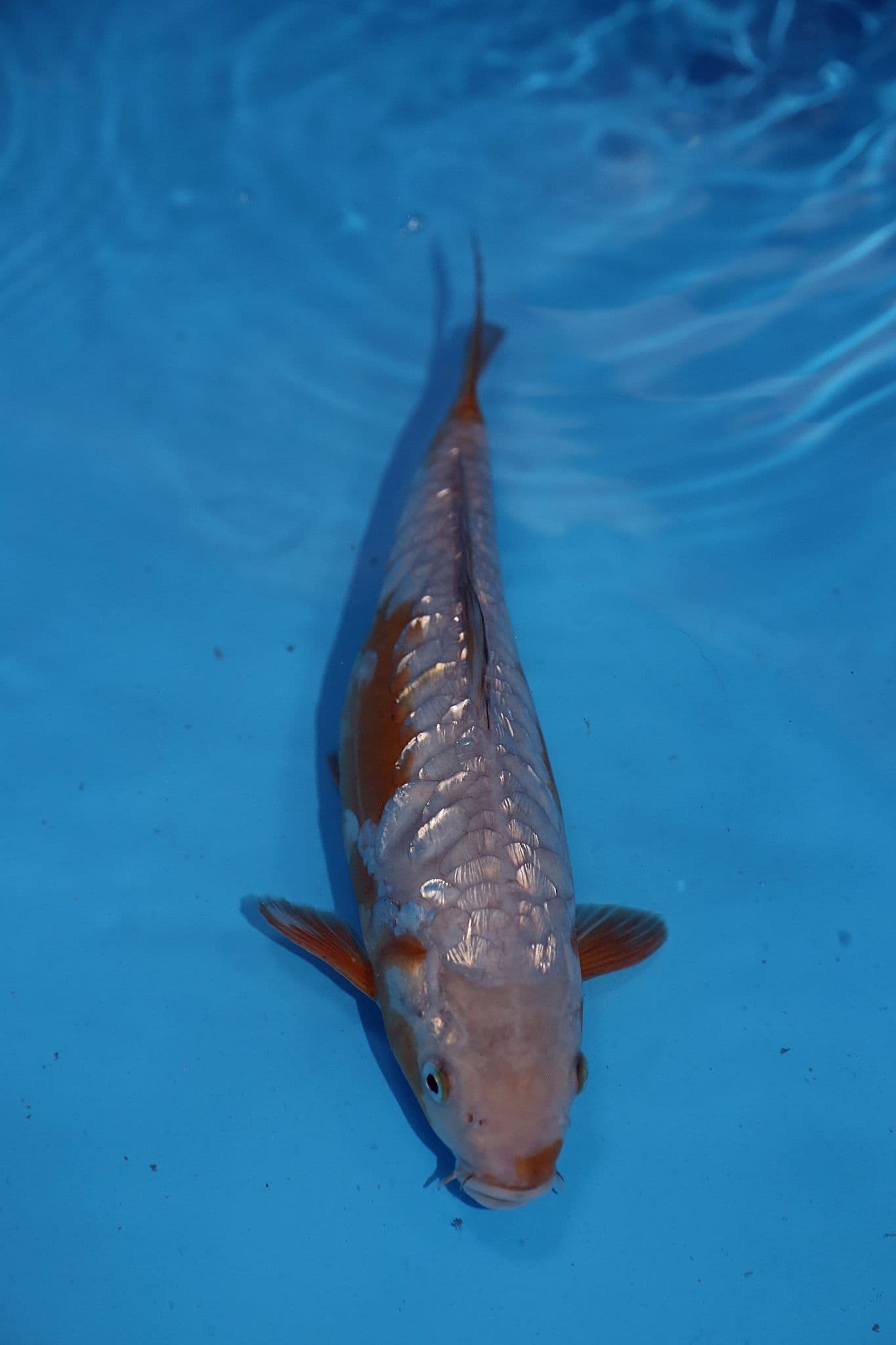 DoMeGe　koi-hotaru fusion Home | New Forest Koi