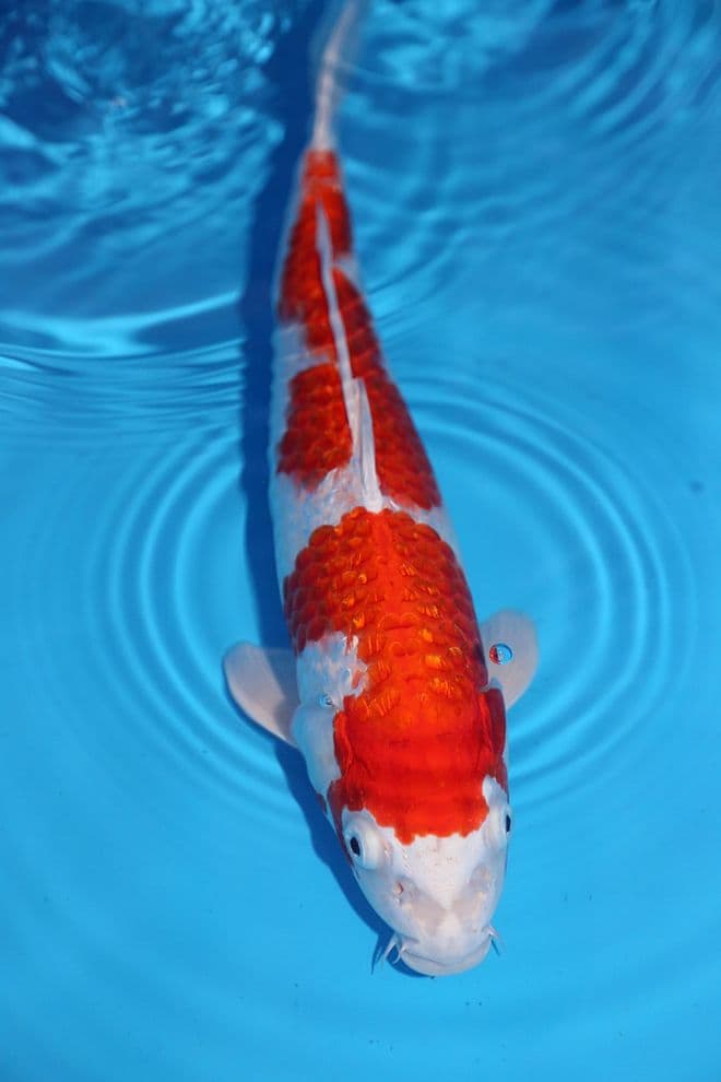 Gin Rin Hariwake-Koi For Sale 12