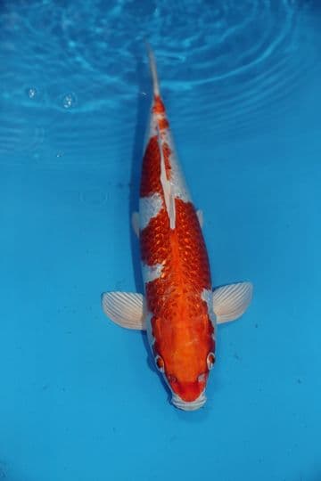 Gin Rin Hariwake-Koi For Sale 14" 9480