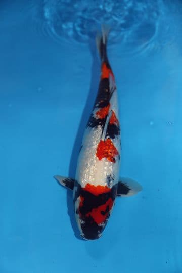 Gin Rin Kindai Showa-Koi For Sale 16" 9705