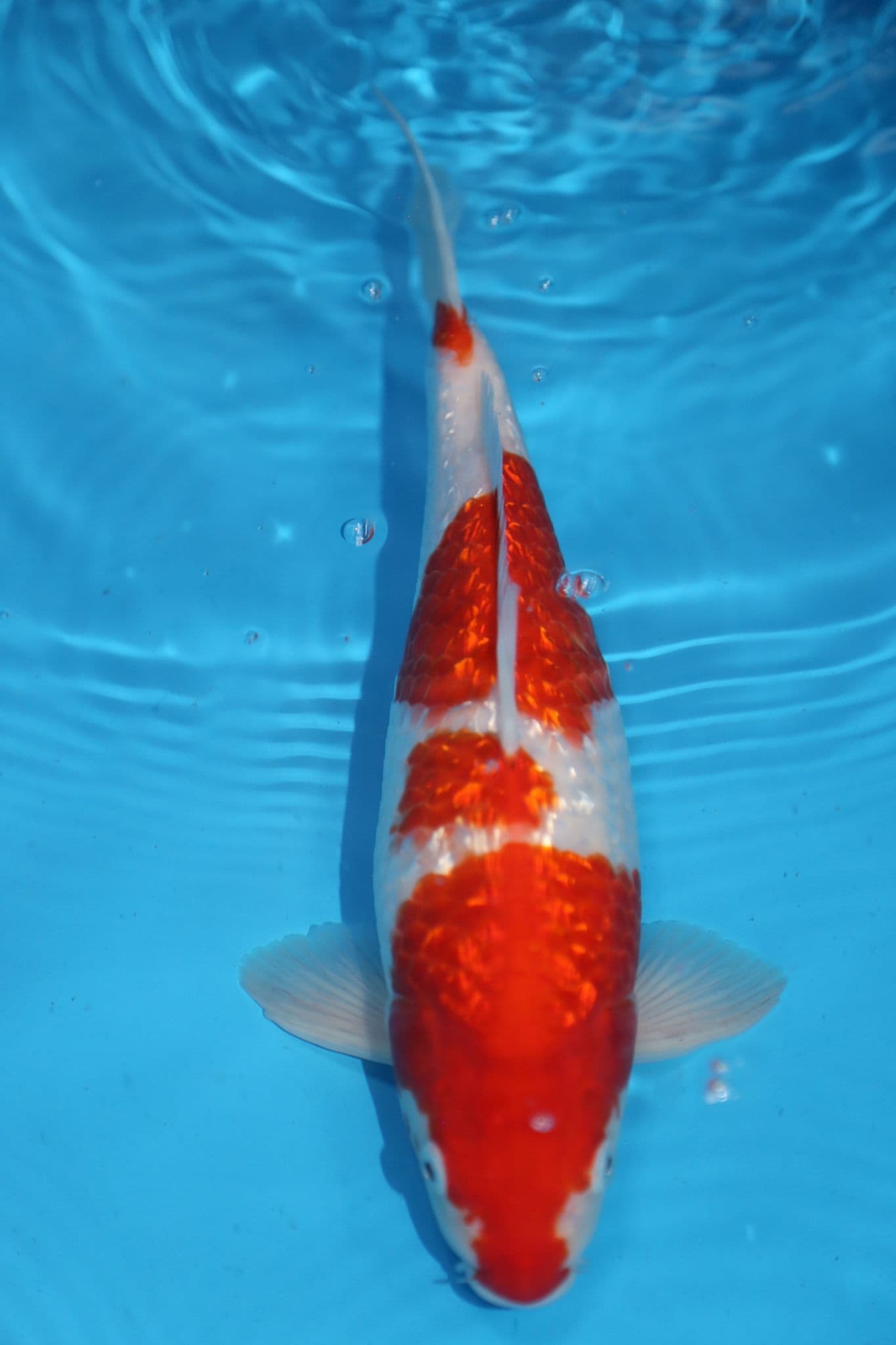 Gin Rin Kohaku-Koi For Sale 11