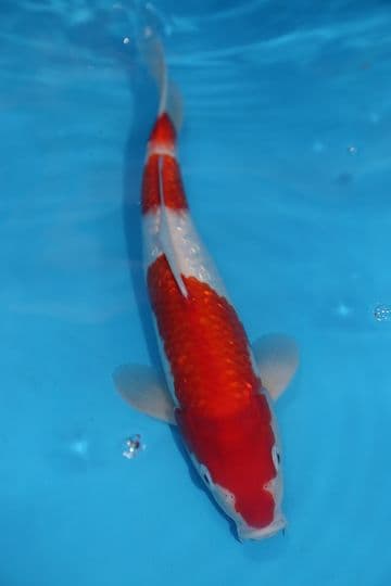 Gin Rin Kohaku-Koi For Sale 12" 9576