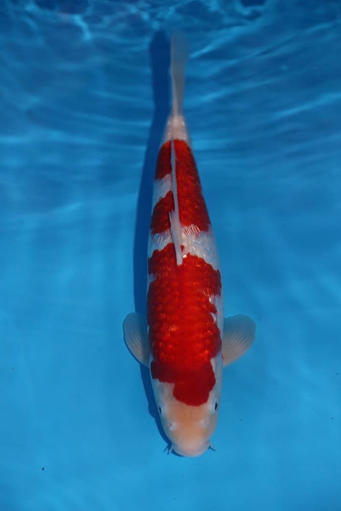 Gin Rin Kohaku-Koi For Sale 14" 8662
