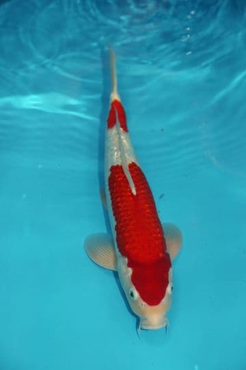 Gin Rin Kohaku-Koi For Sale 14" 9450