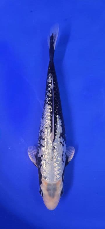 Gin Rin Matsukawabake -Koi For Sale 10" 001