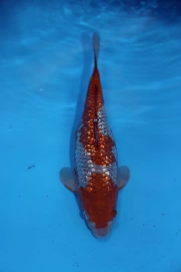 Gin Rin Ochiba Shigure-Koi For Sale 11" 9532