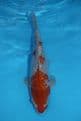 Gin Rin Ochiba Shigure-Koi For Sale 12