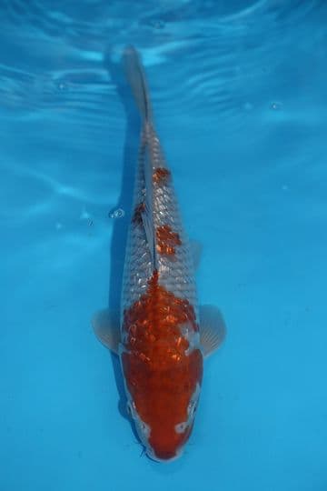 Gin Rin Ochiba Shigure-Koi For Sale 12" 9500